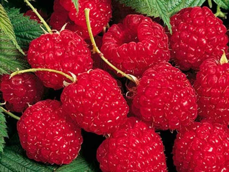 Малина Глен Ампл