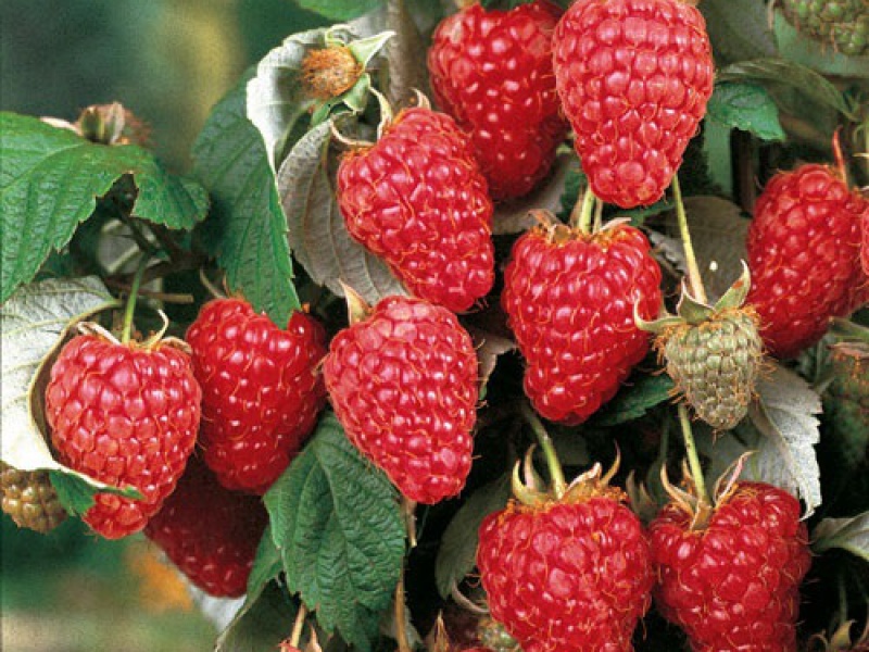 Малина обыкновенная «Херитейдж»