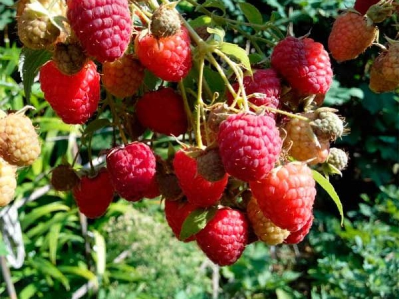 Малина Химбо-Топ