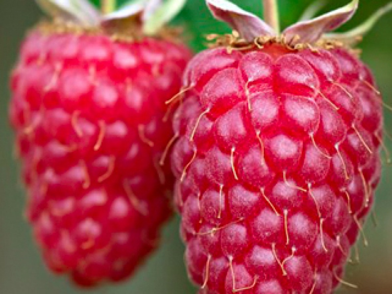 Common raspberry
