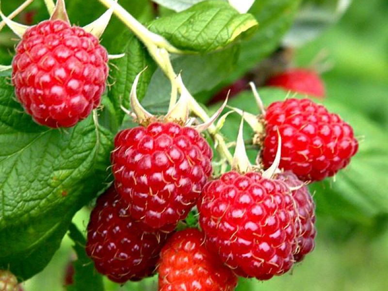 Малина Моллинг Промис