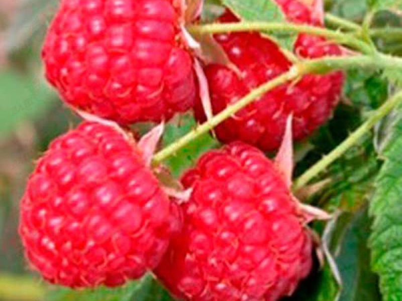 Малина «Микер»