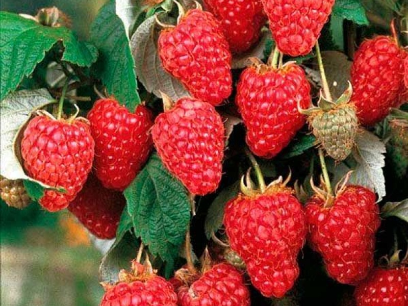 Малина Полка