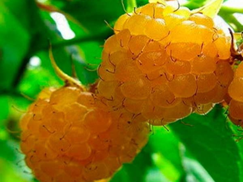 Малина Утренняя роса