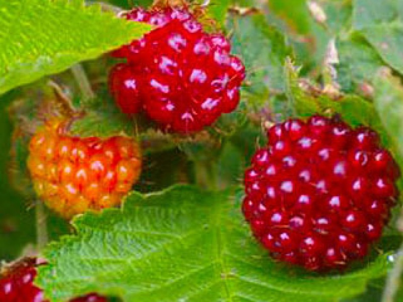 Blackberry, raspberry