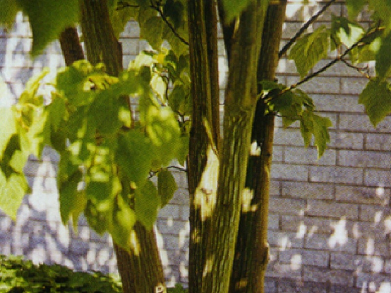 Maple with beard-like rust-colored leaves