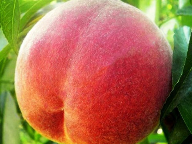 Персик Флеминг Фьюри