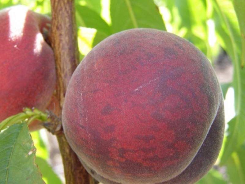 Персик Харбингер