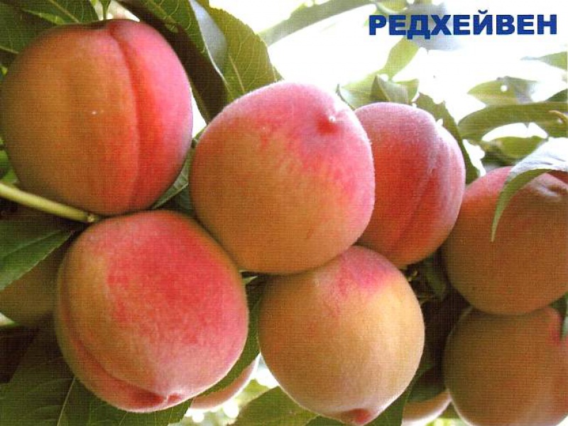 Персик Редхейвен