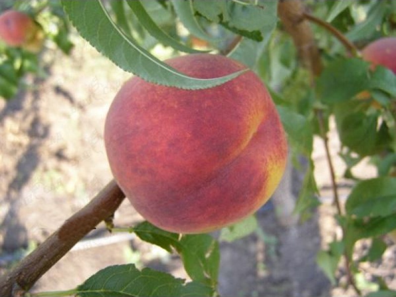 Персик Сочный