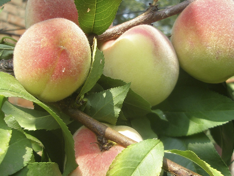 Персик Турист