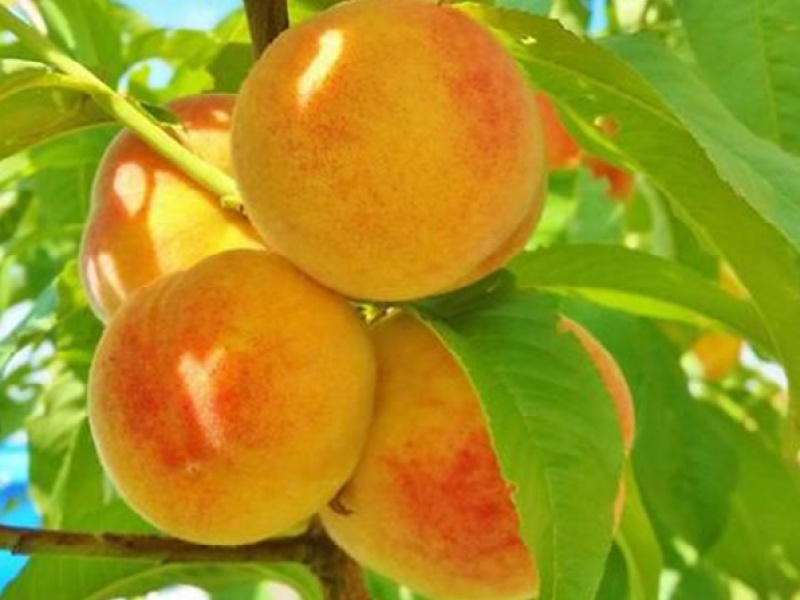 Персик Ветеран