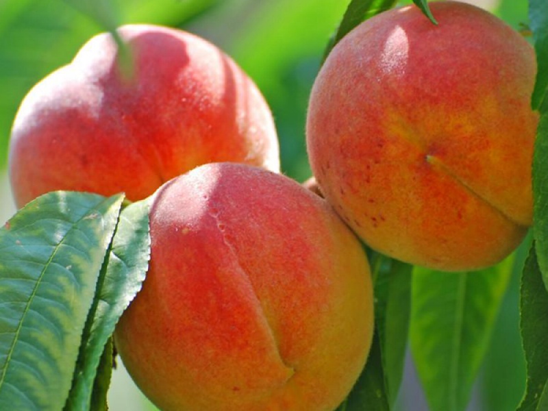 Персик Золотая Москва