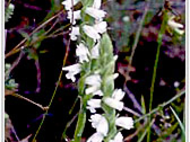 Скрученник летний