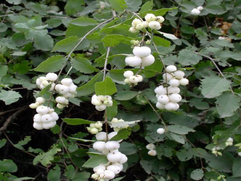 Снежноягодник белый или кистистый