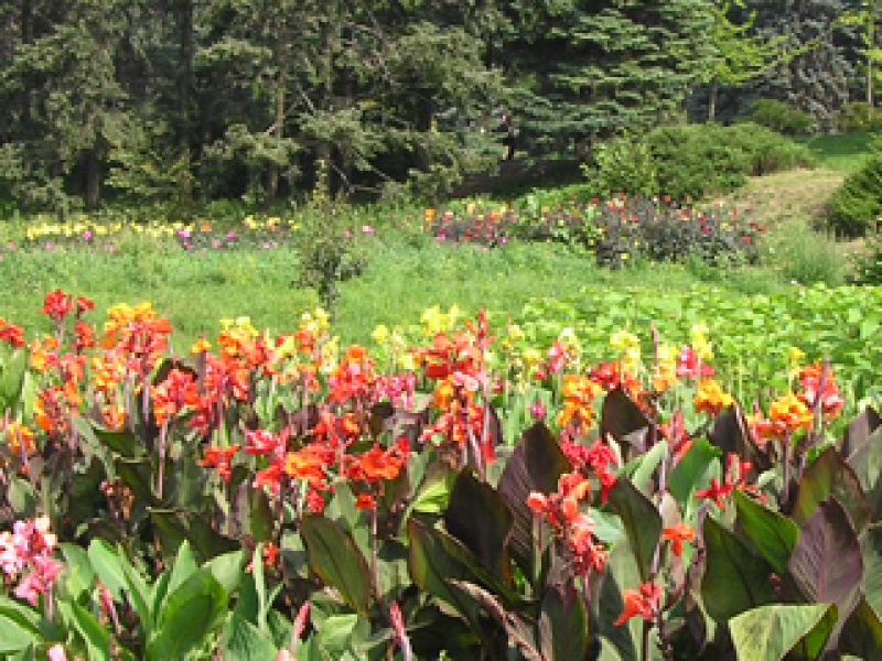 Summer meadowsweet dark pink