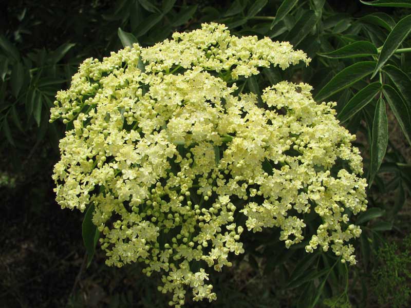 Бузина голубая