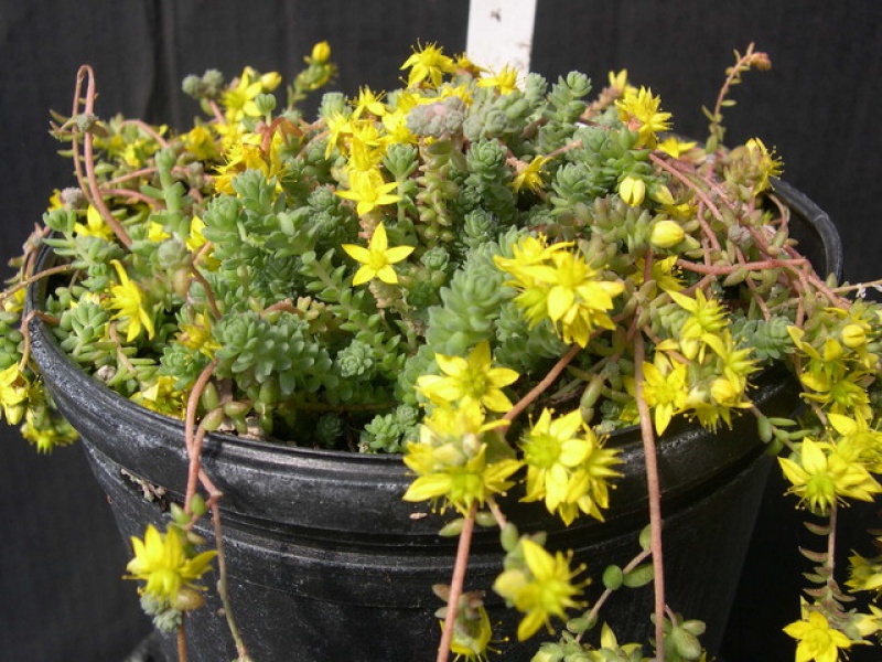 Седум Грегга