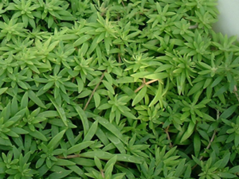 Седум линейный