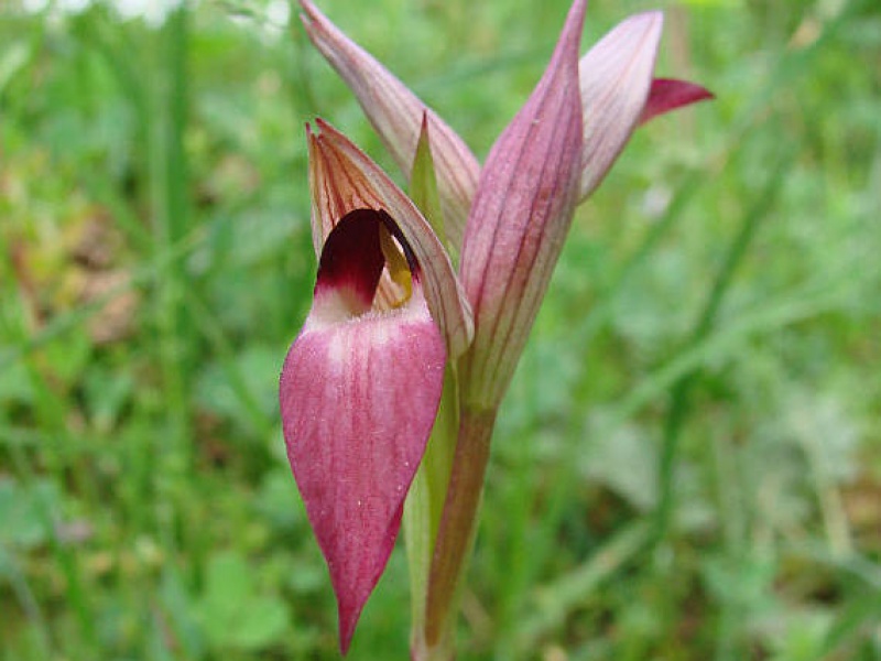 Серапиас язычковый