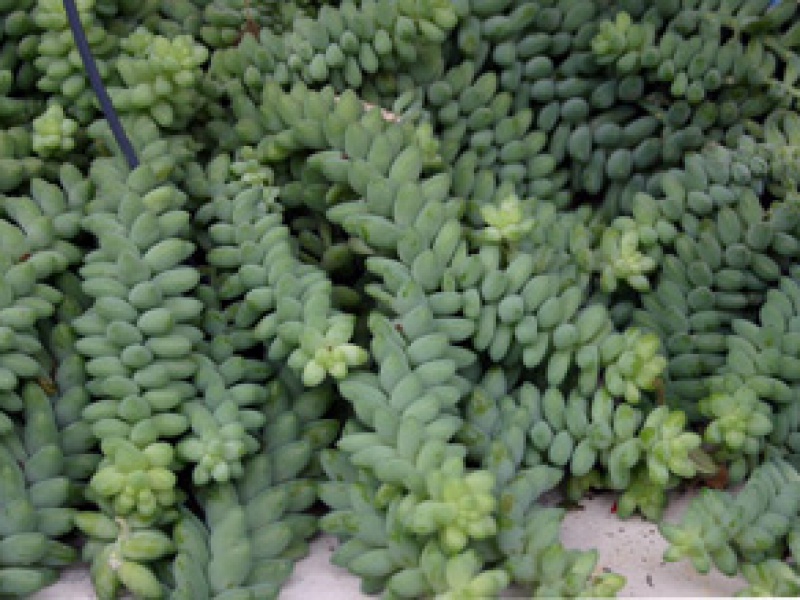 Седум Моргана