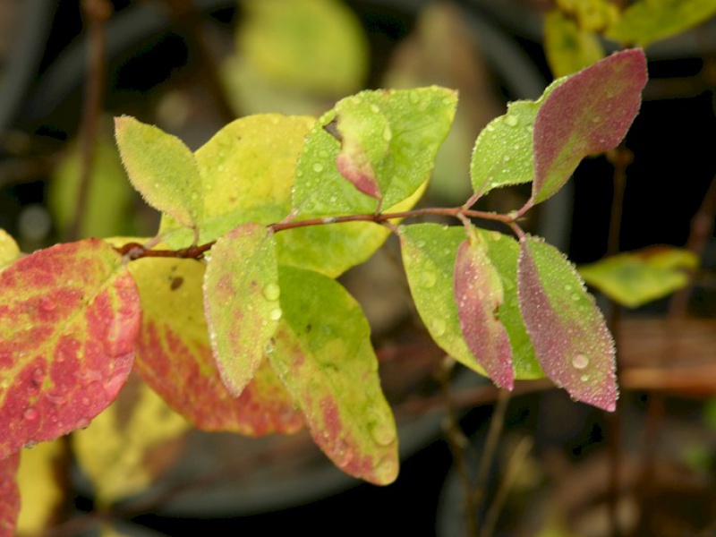 Снежноягодник западный