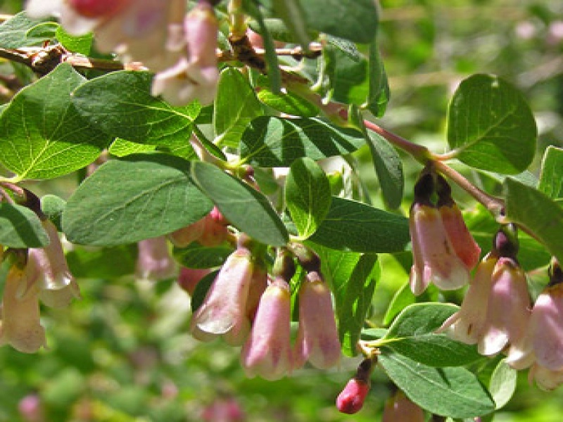 Снежноягодник горолюбивый