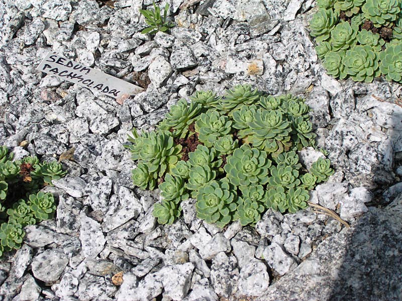 Седум толстолистный