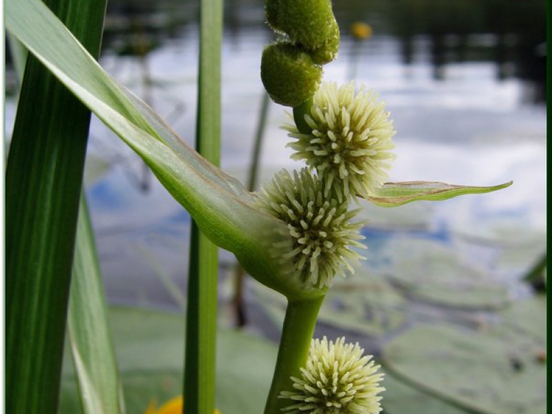 Ежеголовник простой или малый