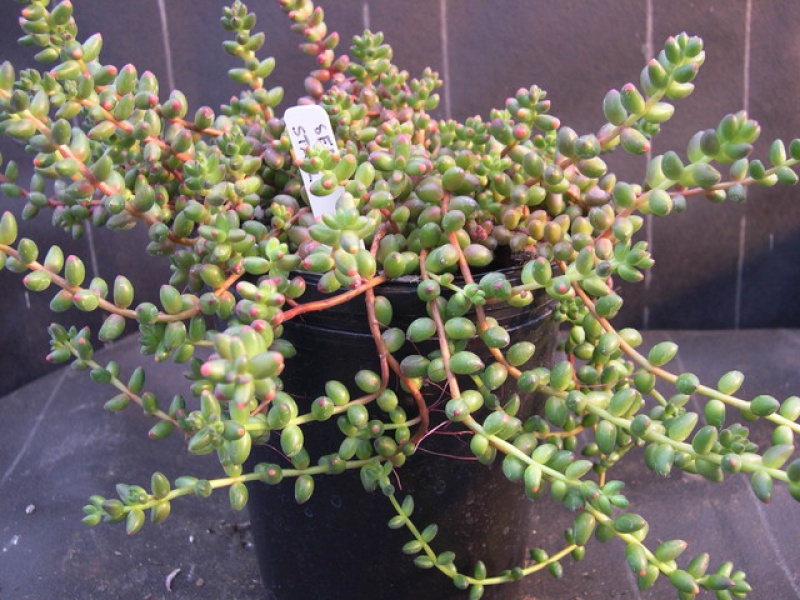 Седум Сталя