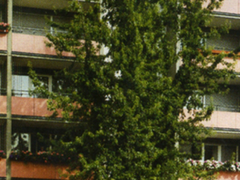 Silver maple, many-lobed