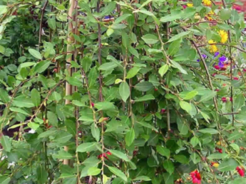 Weeping catkin willow