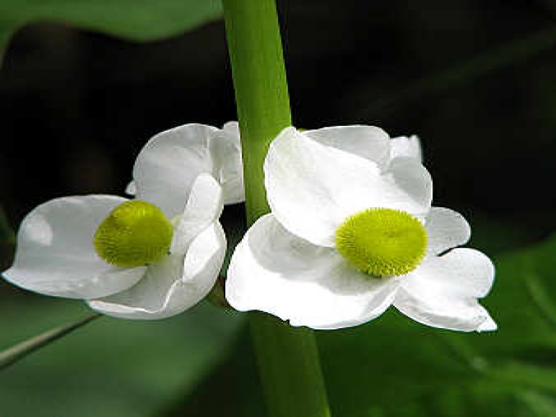 Стрелолист