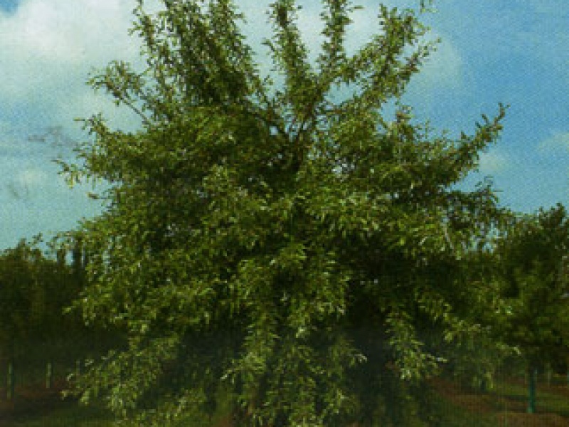 Willow-leaved pear