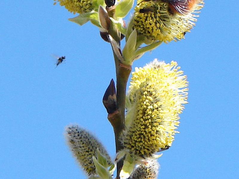 Goat willow