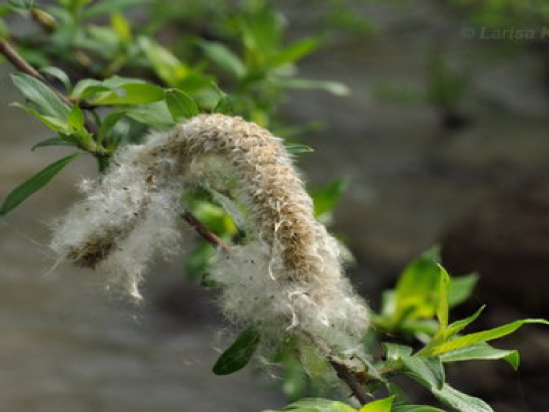 Ива тонкостолбиковая