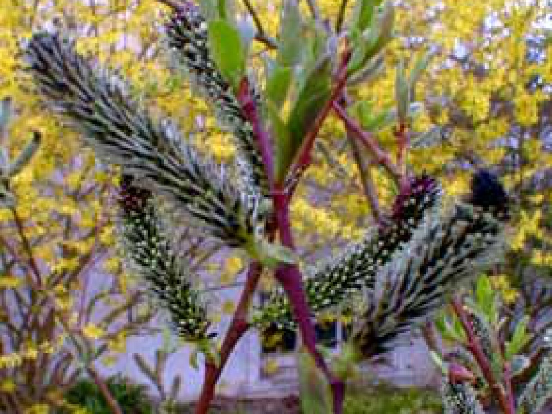 Ива тонкостолбиковая черноколосовидная