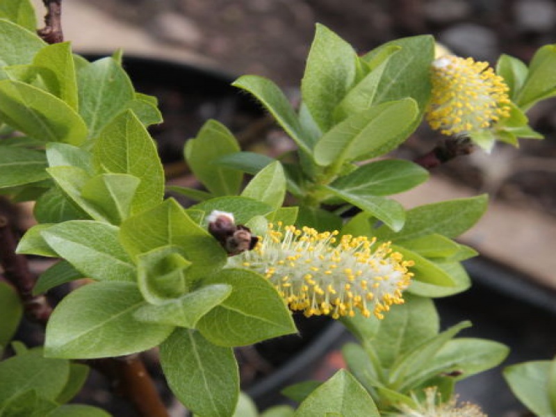 Spearleaf Willow 'Wehrhahnii'