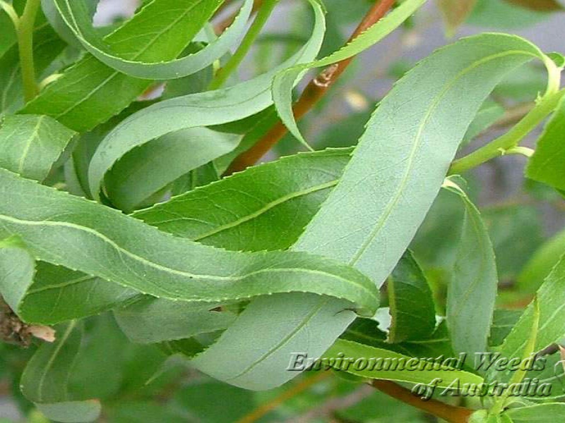 Matsudana Corkscrew Willow