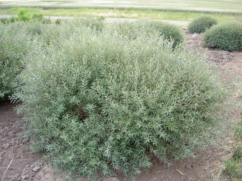 Purple willow 'Nana'