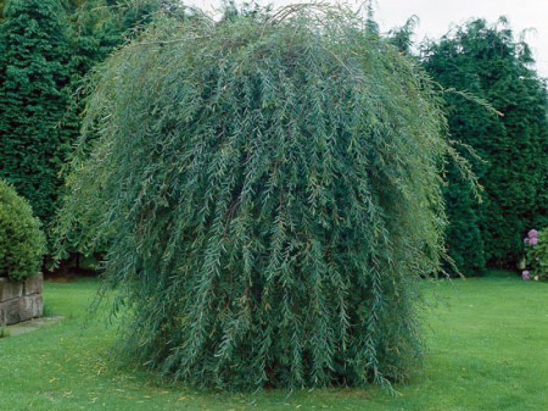 Purple Weeping Willow