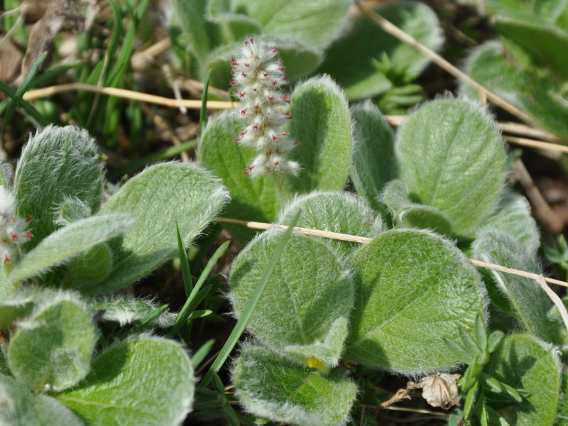 Ива ползучая