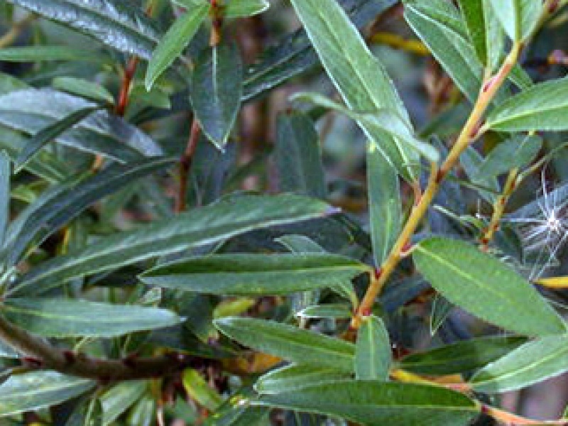 Rosemary-leaved willow