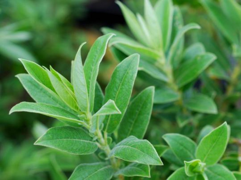 Ива дальневосточная