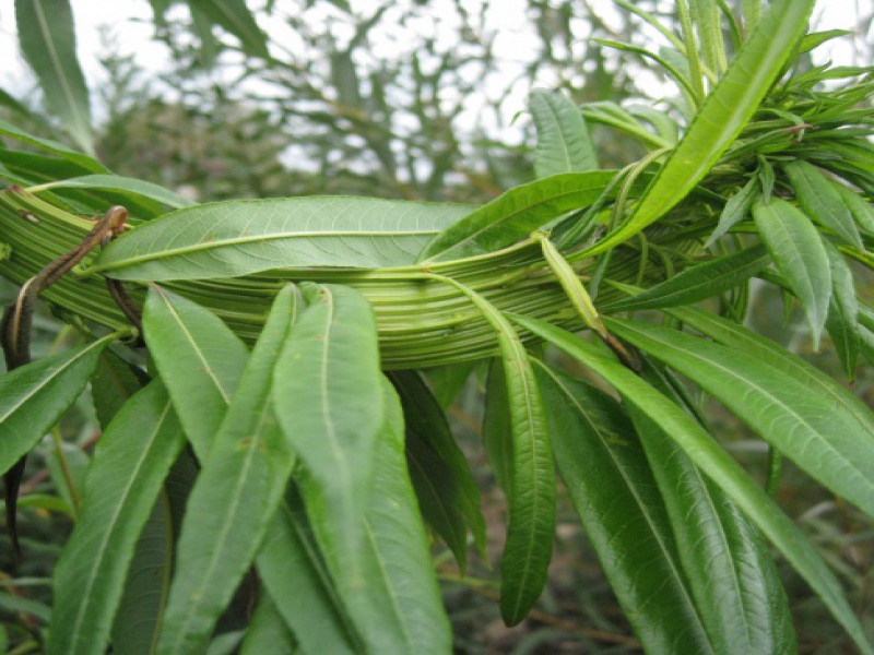 Salix udensis 'Sekka'