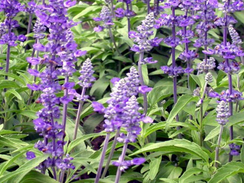 Сальвия или Шалфей