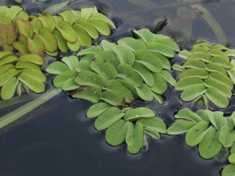 Сальвиния плавающая