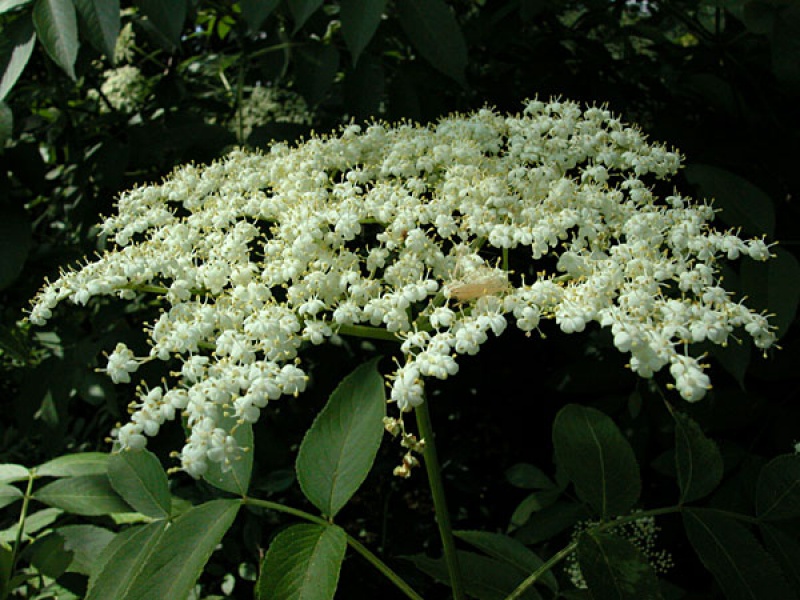 Бузина канадская