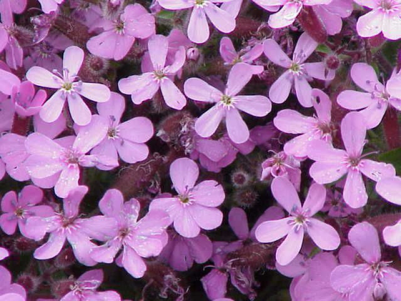 Мыльнянка, или Сапонария