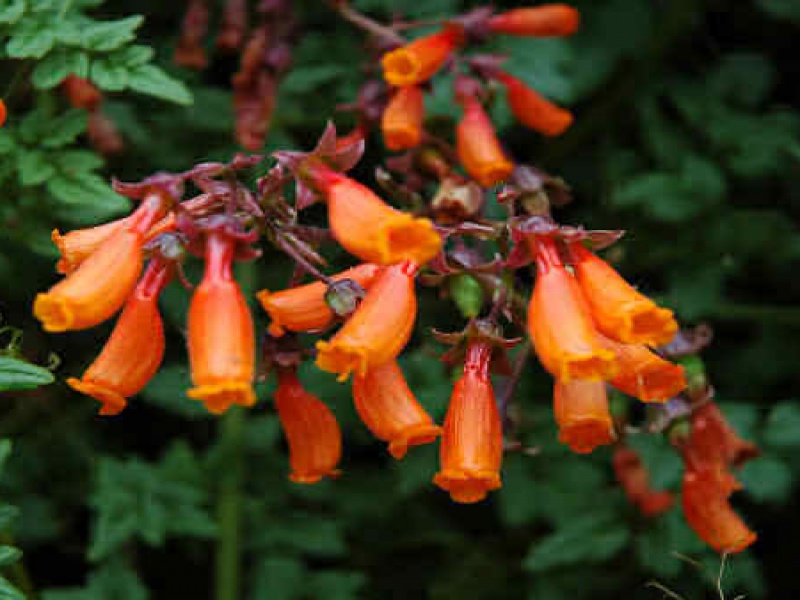 Вислоплодник шероховатый